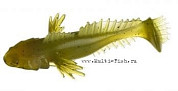 Виброхвост FLAGMAN Bulfish 2,5" watermelon 7pc macrell