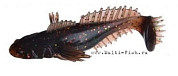 Виброхвост FLAGMAN Bulfish 2,5" brown flash 7pc macrell
